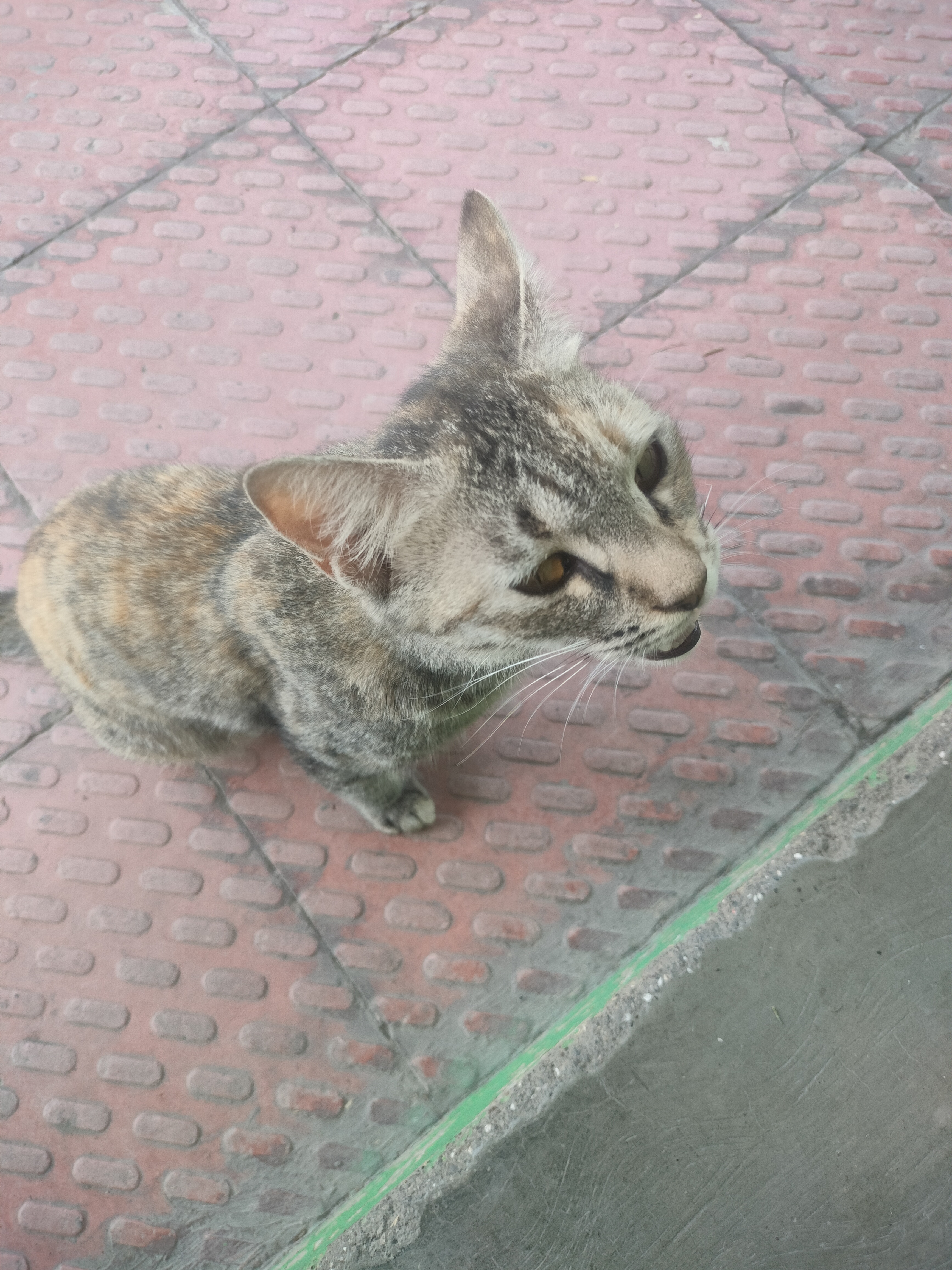 CATCOIN