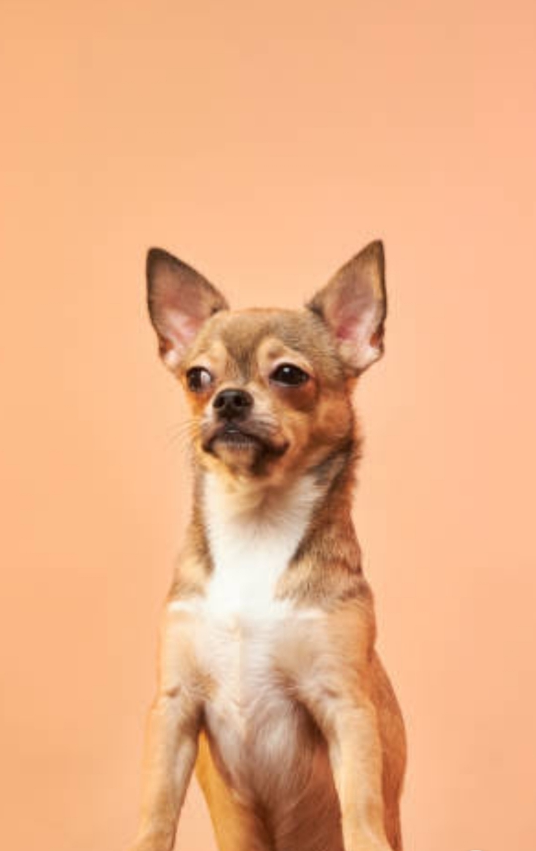 CHIHUA